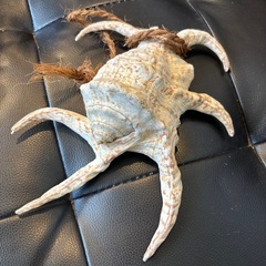 取り引き中スイジガイ　貝殻　魔除け　の画像