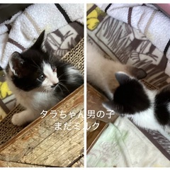 ７匹兄弟姉妹