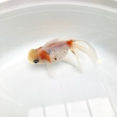 高頭パールの画像
