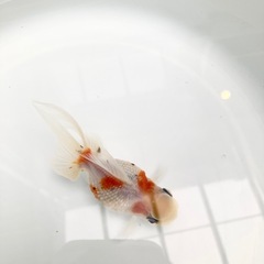 高頭パールの画像