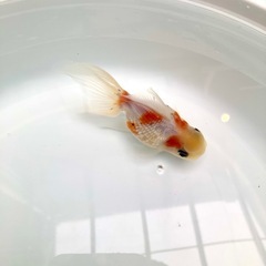 高頭パールの画像