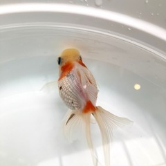 高頭パールの画像