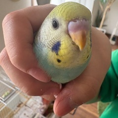 1ヶ月セキセイインコ