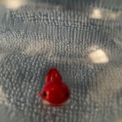 ミニチュア金魚鉢　お話中の画像