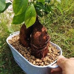 ガジュマルの画像