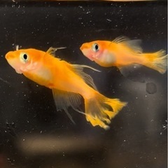 🉐限定メダカパーティードレス【稚魚〜幼魚】の画像