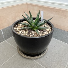 観葉植物 鉢 皿 アガベ ビクトリアレジーナ　スワボダエ