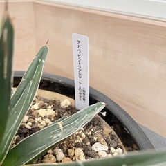 観葉植物 鉢 皿 アガベ ビクトリアレジーナ　スワボダエの画像