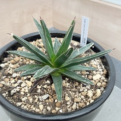 観葉植物 鉢 皿 アガベ ビクトリアレジーナ　スワボダエの画像