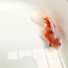 高頭パールの画像