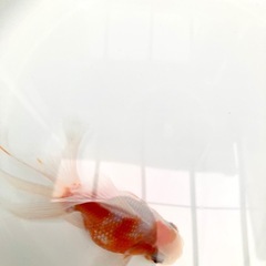 高頭パールの画像