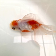 高頭パールの画像