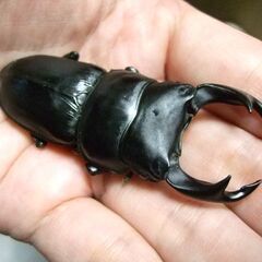 三重県産オオクワガタ F1 ♂69.3ミリ ♀45.7ミリ ペアの画像
