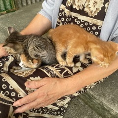 とても可愛い三兄弟です。
