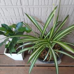 観葉植物の画像