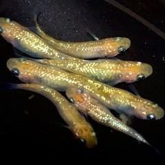 メダカ有精卵50個　夜桜ゴールド