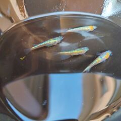 大輝　メダカ　卵　１０個の画像