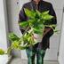 ランキングキーワードに紐づく投稿画像-観葉植物