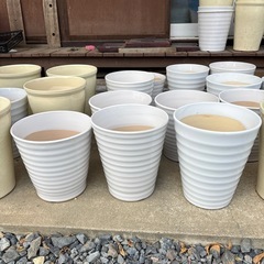 陶器　胡蝶蘭　鉢物　ガーデニングの画像