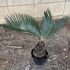 ソテツ　観葉植物　塊根植物　多肉植物　ビザールプランツ　レアプラ...