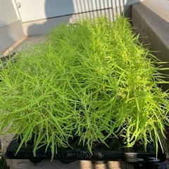 コキア苗
の画像