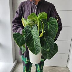フィロデンドロン　ベルコーサム