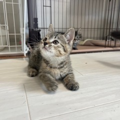甘えんぼの女の子【ろな】 − 大阪府