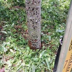 マニラヤシの画像
