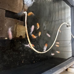 宇野らんちゅう・金魚
の画像