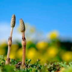 つくしの取れる場所を教えてください