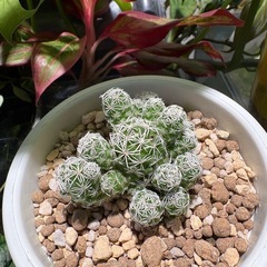 サボテン　銀手毬　多肉植物　観葉植物