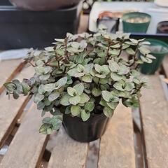 多肉植物　カリシア