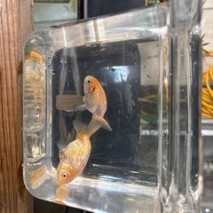 宇野らんちゅう・金魚
の画像