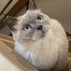 甘えんぼのぽんちょ君