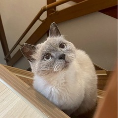 甘えんぼのぽんちょ君 - 猫