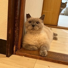 甘えんぼのぽんちょ君 - 里親募集