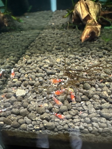 レッドタイガーシュリンプ40匹