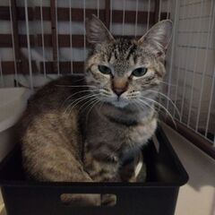 キジ約1歳の女の子