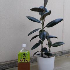ゴムの木（フィカス）の画像