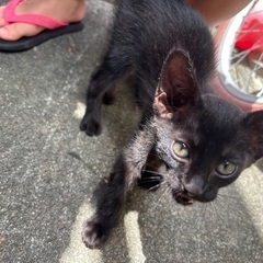 子猫🐈‍⬛