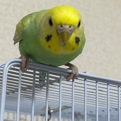 セキセイインコを探してます