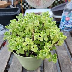 多肉植物　アロマティカス　緑鉢