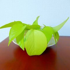 ポトス　観葉植物