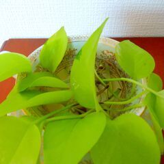 ポトス　観葉植物の画像