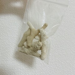 珊瑚　珊瑚礁　サンゴ