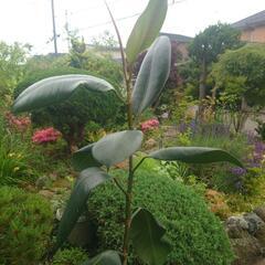 観葉植物　ゴムの木の画像