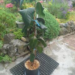 観葉植物　ゴムの木の画像