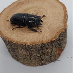 オオクワガタ♀の画像