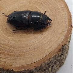 オオクワガタ♀の画像
