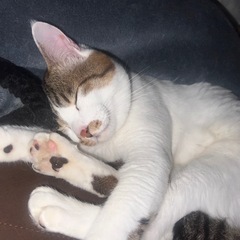 4歳の成猫　♂
